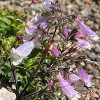Penstemon eatonii